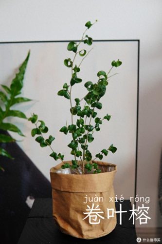 十大放心植物排行榜图片(十大最旺办公室的植物)插图53