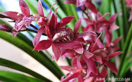 文化中的十大名花排行榜(真正的十大名花)插图3