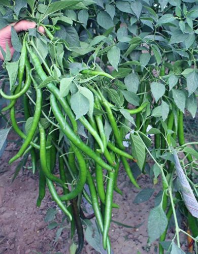 线椒种子十大排行榜(全国出名的线椒种子)插图1