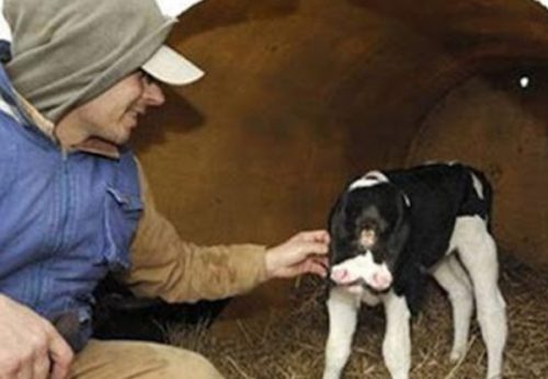 柬埔寨泰牛(六足巨人)插图5 柬埔寨泰牛(六足巨人)插图5