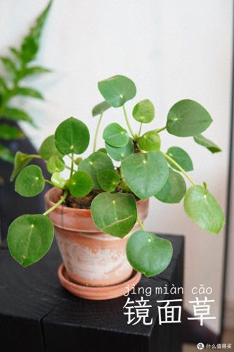 十大放心植物排行榜图片(十大最旺办公室的植物)插图37