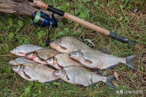 十大淡水鱼价格排行榜(2023淡水鱼行情分析)