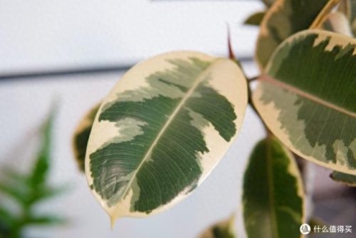 十大放心植物排行榜图片(十大最旺办公室的植物)插图14