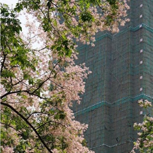 南宁十大名花排行榜图(广西什么花最出名)插图5