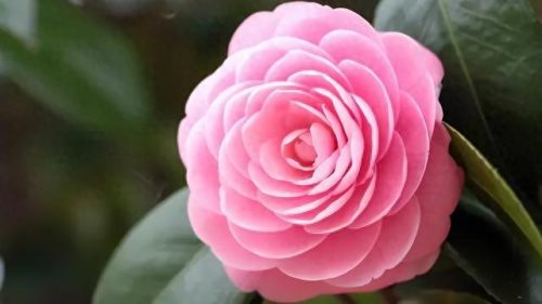 中国最美十大名花排行榜(真正的十大名花)插图59