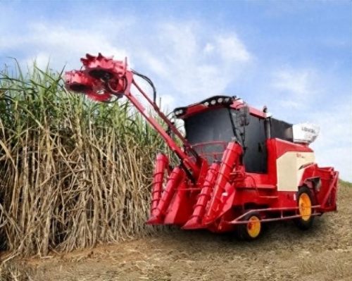 2022年甘蔗十大品牌排行榜(甘蔗哪个牌子好)插图5
