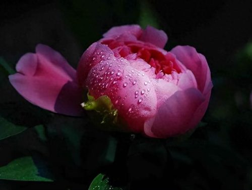 中国最美十大名花排行榜(真正的十大名花)插图11