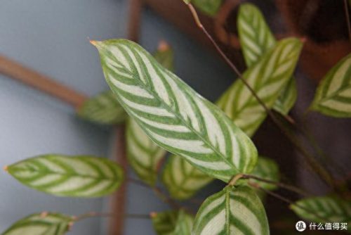 十大放心植物排行榜图片(十大最旺办公室的植物)插图26
