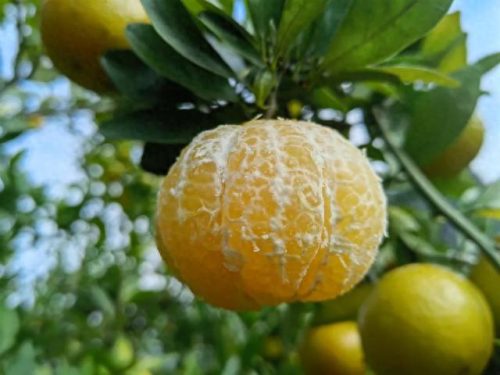 冬奥会水果排名前十(冬奥会创意水果)插图7 冬奥会水果排名前十(冬奥会创意水果)插图7