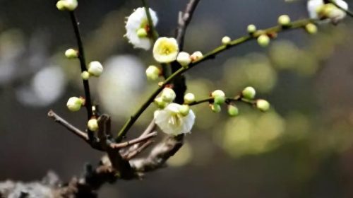 中国最美十大名花排行榜(真正的十大名花)插图4