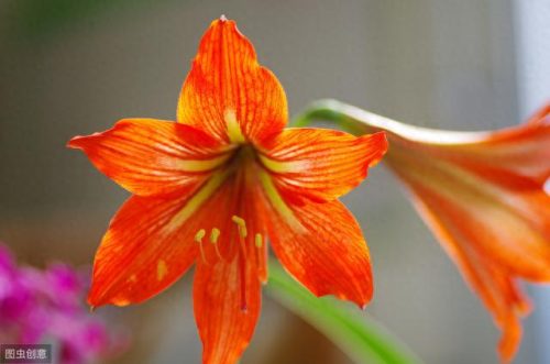 世界十大名花排行榜图片(全球十大名花排名)插图4