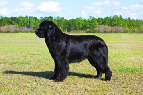 国内巨型犬种排名前十(十大犬种排行榜)插图3 国内巨型犬种排名前十(十大犬种排行榜)插图3