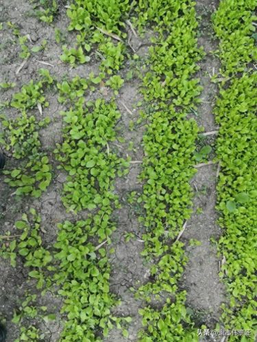 苏州家庭花卉肥料排名前十(国内知名花卉肥料品牌)插图1 苏州家庭花卉肥料排名前十(国内知名花卉肥料品牌)插图1