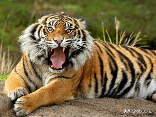 十大肉类排行榜前十名(十大碱性肉类食物排名)插图8