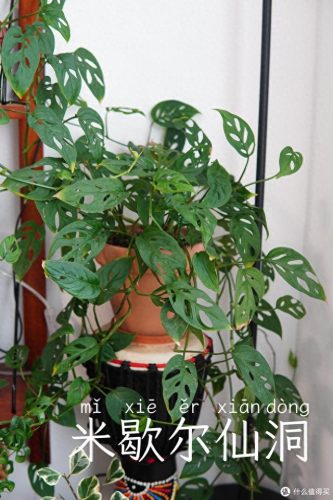 十大放心植物排行榜图片(十大最旺办公室的植物)插图49