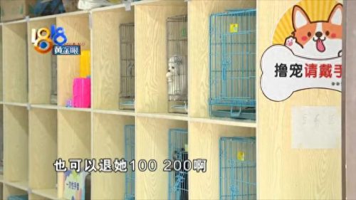上城区天然猫粮排名前十(布偶猫专用猫粮排名)
