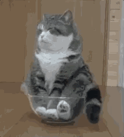 中国猫窝垫十大品牌排行榜(中国猫窝垫十大品牌)插图50 中国猫窝垫十大品牌排行榜(中国猫窝垫十大品牌)插图50