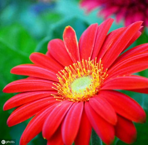 世界十大名花排行榜图片(全球十大名花排名)插图14