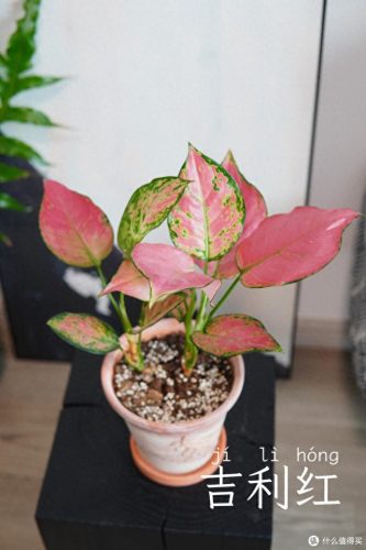 十大放心植物排行榜图片(十大最旺办公室的植物)插图23
