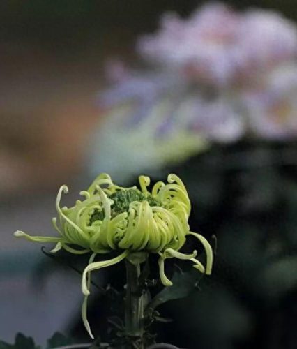 中国最美十大名花排行榜(真正的十大名花)插图20