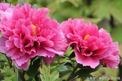 文化中的十大名花排行榜(真正的十大名花)插图1