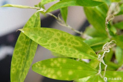 十大放心植物排行榜图片(十大最旺办公室的植物)插图36