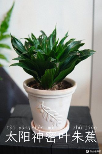 十大放心植物排行榜图片(十大最旺办公室的植物)插图47
