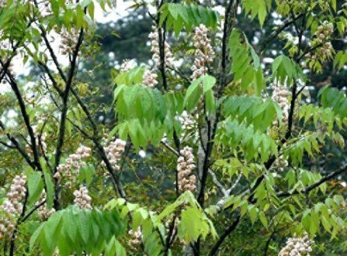 十大最长寿的树种排行榜(中国十大珍贵树种图片)插图6