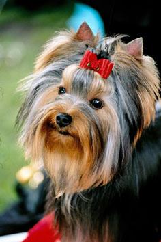 世界十大最可爱的狗排行榜(世界十大最可爱动物)插图7