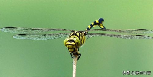 十大玩具排行榜图片高清(地摊十大暴利玩具飞天仙子)