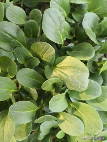 苏州家庭花卉肥料排名前十(国内知名花卉肥料品牌)插图5 苏州家庭花卉肥料排名前十(国内知名花卉肥料品牌)插图5