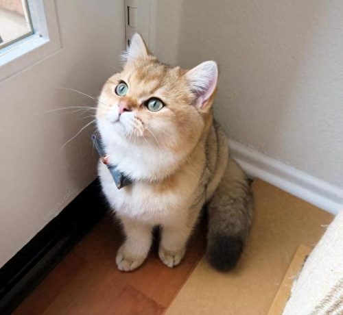 十大猫价格排行榜图片(养英短猫十大禁忌)插图2