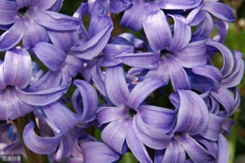 世界十大名花排行榜图片(全球十大名花排名)插图7