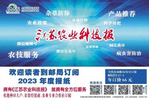 连云港水稻排名前十(目前连云港水稻价格)