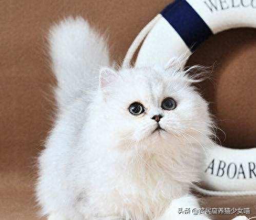 十大萌猫前十名排行榜(地表最好的猫排名)插图9