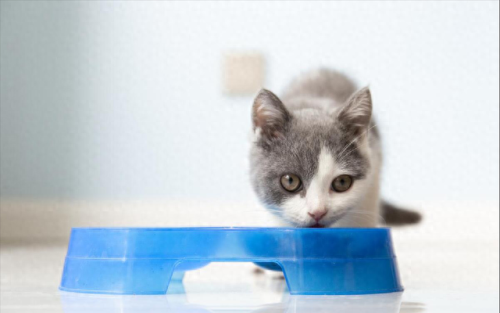 十大最贵猫粮品牌排行榜(十大品牌猫粮排行)插图