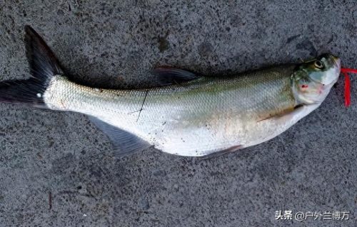 十大最凶猛的鱼排行榜名字(十大养不死鱼不用加氧)插图1