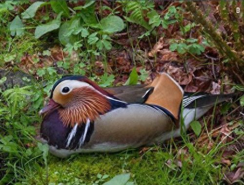 国家保护动物价格排名前十(麻雀是几级保护动物)