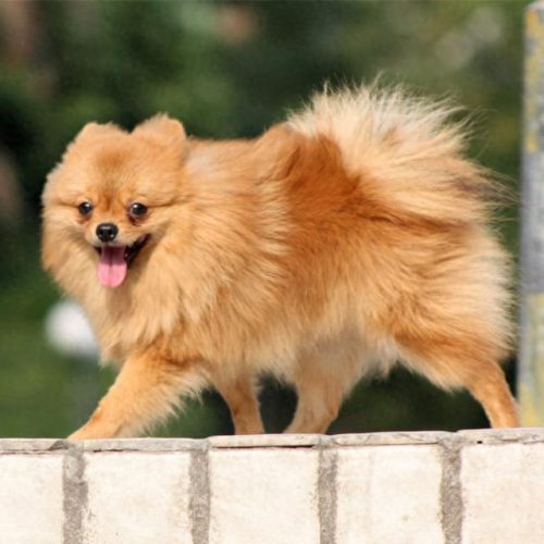 世界十大最可爱的狗排行榜(世界十大最可爱动物)插图8