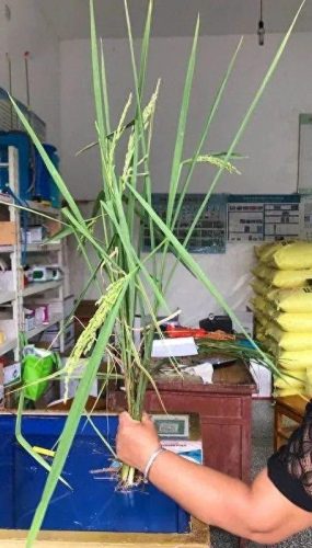 连云港水稻排名前十(目前连云港水稻价格)插图3 连云港水稻排名前十(目前连云港水稻价格)插图3