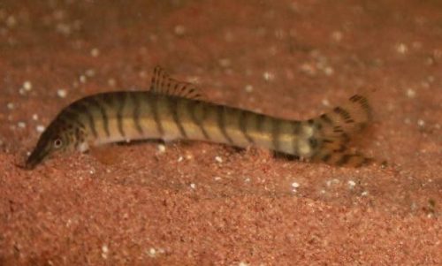 十大野生观赏鱼排行榜(中国本土观赏鱼大全)插图7