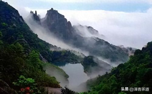十大茶叶产品排行榜前十名(过期茶叶十大妙用)插图36