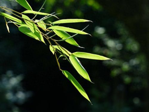 奇葩的植物世界排名前十(排名第一的驱蚊植物)插图11