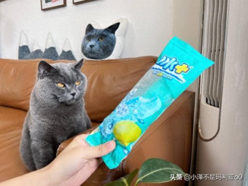 十大高价雪糕排行榜实体店(十大宝藏雪糕盘点)插图23 十大高价雪糕排行榜实体店(十大宝藏雪糕盘点)插图23