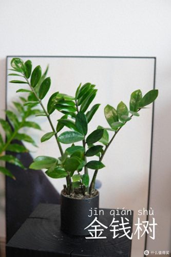 十大放心植物排行榜图片(十大最旺办公室的植物)插图17