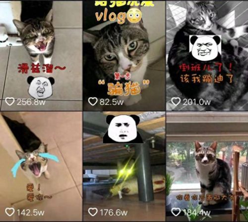 十大萌宠主播排行榜最新(十大宠物主播排行)插图3 十大萌宠主播排行榜最新(十大宠物主播排行)插图3