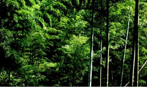 中国十大竹海景区排行榜(中国竹海景点排名前十名)插图15 中国十大竹海景区排行榜(中国竹海景点排名前十名)插图15