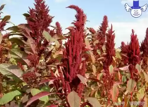 喂猪十大草(什么草喂猪长得最快)插图1