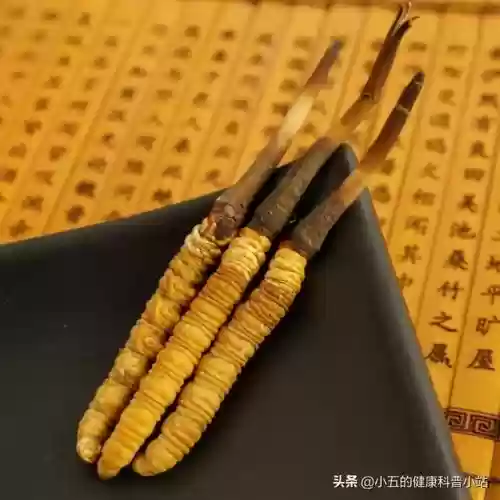 百令胶囊的十大功效与作用(百令胶囊起什么作用)插图1