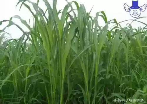 喂猪十大草(什么草喂猪长得最快)插图2